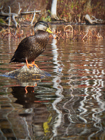 内裤奇缘龙腾小说大团结